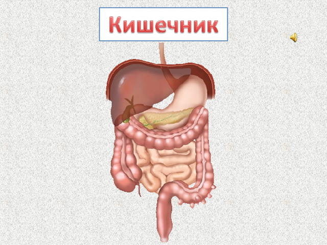 От желудка начинается длинный извилистый “коридор” – кишечник. Тонкая кишка– это длинная тонкая трубка, которая ведёт от желудка к толстой кишке. Здесь питательные вещества, содержащиеся в пище, всасываются в кровь. Толстая кишка – это широкая трубка,последняя часть пищеварительной системы. Здесь накапливаются каловые массы.  