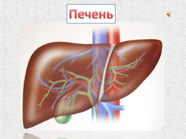 Однако, мы ещё не упомянули о необыкновенной соседке желудка – печени. Печень живёт с правой стороны от желудка в верхней части живота. Она выполняет несколько важных функций. Например, она выделяет желчь, которая необходима для пищеварения, запасает питательные вещества и очищает кровь от токсичных соединений.  