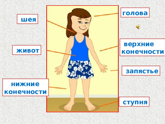 голова  шея  верхние конечности  живот  запястье Как устроено тело человека снаружи?  нижние конечности  ступня  