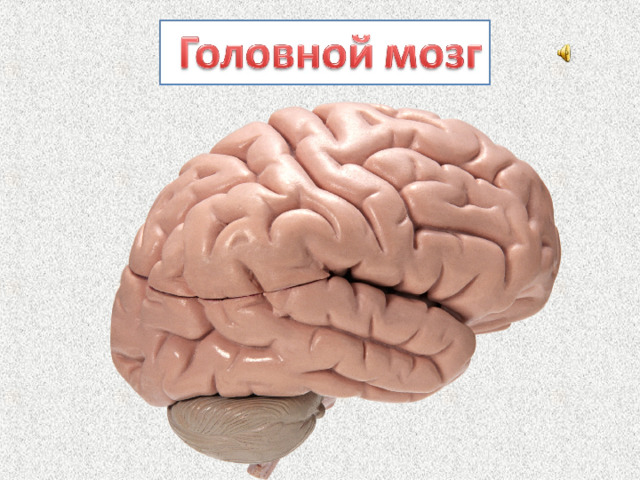 Действительно мозг управляет работой всего организма. Вы смотрите вокруг и видите предметы, людей. Вы читаете, пишите. Вы без труда вспомните, где были вчера, и представите себе зоопарк, который посетили прошлым летом. Вы решаете примеры или задачу. Всё это происходит как бы само собой. Но это не так.  