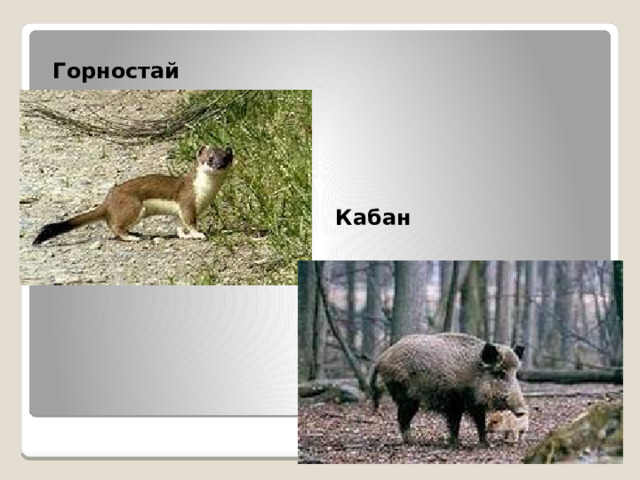 Горностай Кабан 
