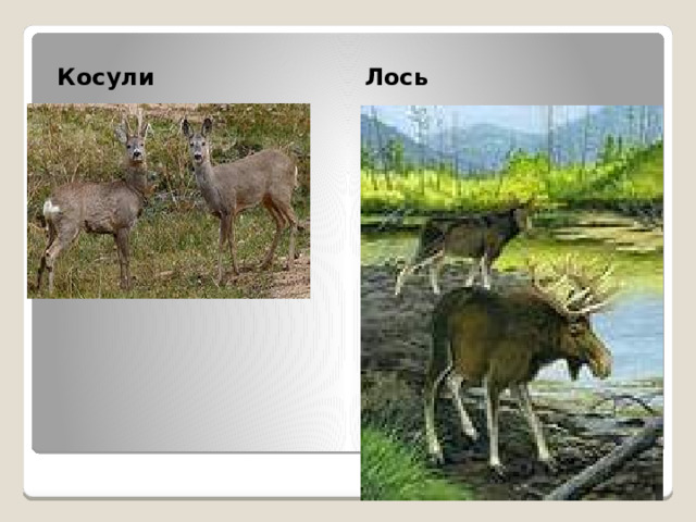 Косули Лось 