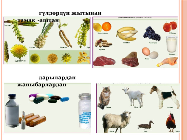  гүлдөрдүн жытынан тамак -аштан  дарылардан жаныбарлардан 