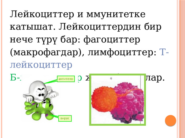 Лейкоциттер и ммунитетке катышат. Лейкоциттердин бир нече түрү бар: фагоциттер (макрофагдар), лимфоциттер: Т-лейкоциттер Б-лейкоциттер жана башкалар. 