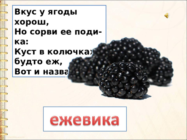 Вкус у ягоды хорош,  Но сорви ее поди-ка:  Куст в колючках, будто еж,  Вот и назван… 
