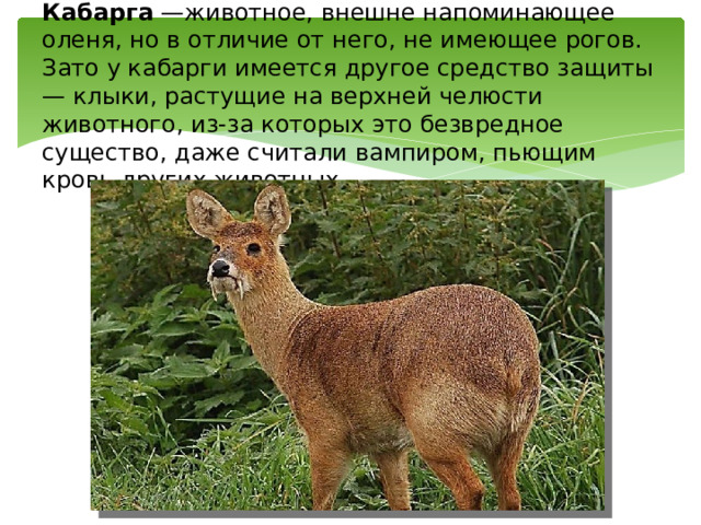 Кабарга —животное, внешне напоминающее оленя, но в отличие от него, не имеющее рогов. Зато у кабарги имеется другое средство защиты — клыки, растущие на верхней челюсти животного, из-за которых это безвредное существо, даже считали вампиром, пьющим кровь других животных. 