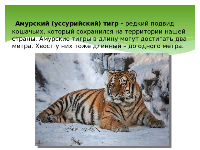   Амурский (уссурийский) тигр - редкий подвид кошачьих, который сохранился на территории нашей страны. Амурские тигры в длину могут достигать два метра. Хвост у них тоже длинный – до одного метра.  