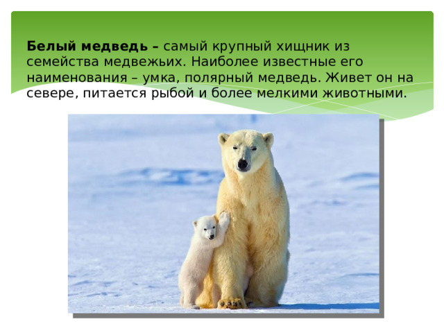 Белый медведь – самый крупный хищник из семейства медвежьих. Наиболее известные его наименования – умка, полярный медведь. Живет он на севере, питается рыбой и более мелкими животными. 