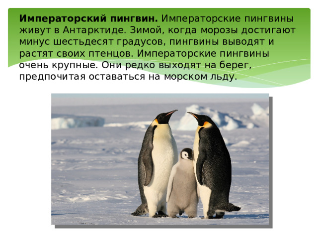 Императорский пингвин.  Императорские пингвины живут в Антарктиде. Зимой, когда морозы достигают минус шестьдесят градусов, пингвины выводят и растят своих птенцов. Императорские пингвины очень крупные. Они редко выходят на берег, предпочитая оставаться на морском льду. 