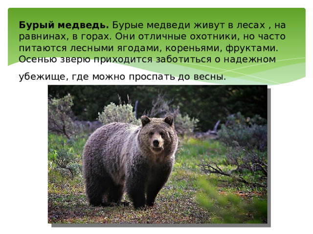Бурый медведь. Бурые медведи живут в лесах , на равнинах, в горах. Они отличные охотники, но часто питаются лесными ягодами, кореньями, фруктами. Осенью зверю приходится заботиться о надежном убежище, где можно проспать до весны.   