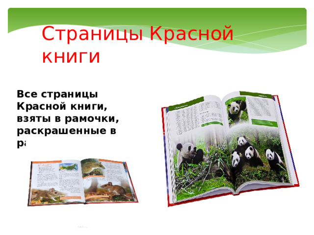 Страницы Красной книги Все страницы Красной книги, взяты в рамочки, раскрашенные в разные цвета.   
