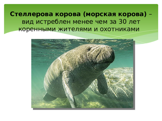 Стеллерова корова (морская корова) – вид истреблен менее чем за 30 лет коренными жителями и охотниками    