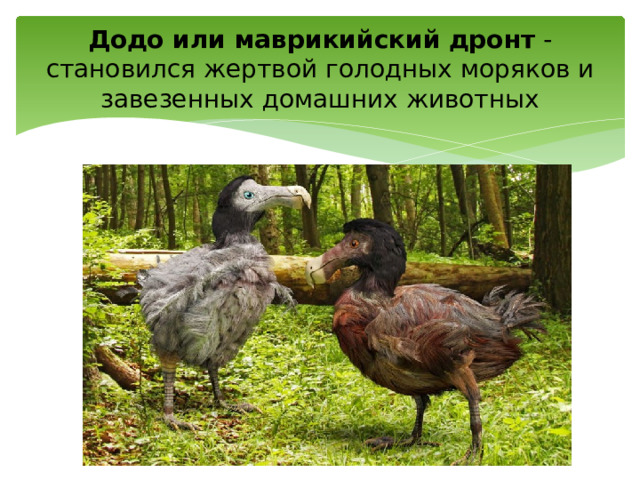 Додо или маврикийский дронт - становился жертвой голодных моряков и завезенных домашних животных 