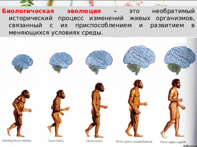 Биологическая эволюция - это необратимый исторический процесс изменений живых организмов, связанный с их приспособлением и развитием в меняющихся условиях среды. 