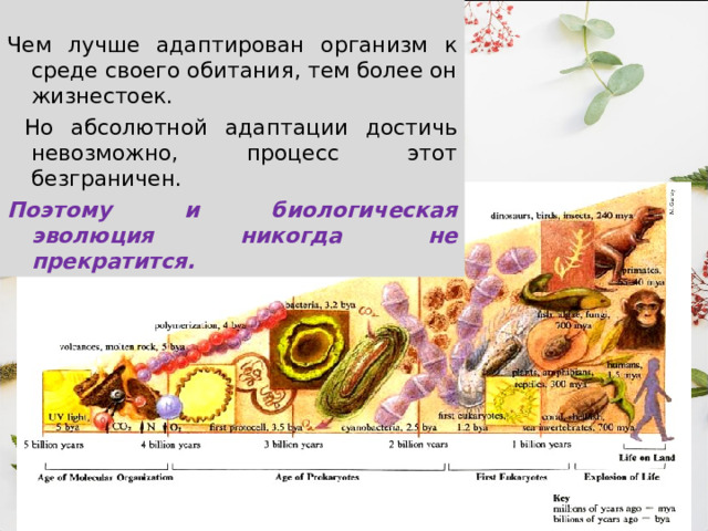 Чем лучше адаптирован организм к среде своего обитания, тем более он жизнестоек.  Но абсолютной адаптации достичь невозможно, процесс этот безграничен. Поэтому и биологическая эволюция никогда не прекратится.  