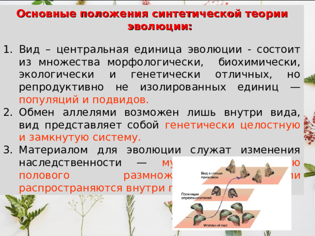 Основные положения синтетической теории эволюции: Вид – центральная единица эволюции - состоит из множества морфологически, биохимически, экологически и генетически отличных, но репродуктивно не изолированных единиц — популяций и подвидов. Обмен аллелями возможен лишь внутри вида, вид представляет собой генетически целостную и замкнутую систему. Материалом для эволюции служат изменения наследственности — мутации, с помощью полового размножения мутации распространяются внутри популяции. 