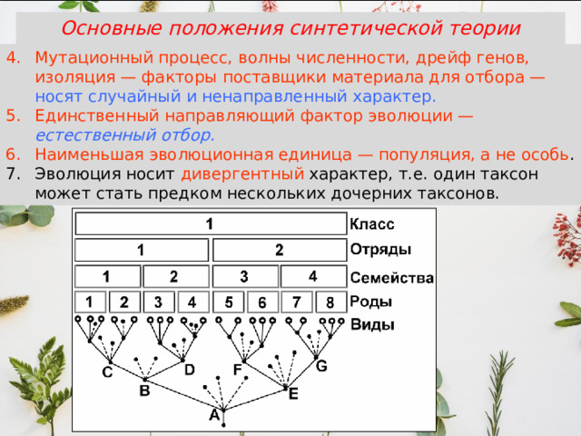 Основные положения синтетической теории эволюции Мутационный процесс, волны численности, дрейф генов, изоляция — факторы поставщики материала для отбора — носят случайный и ненаправленный характер. Единственный направляющий фактор эволюции — естественный отбор. Наименьшая эволюционная единица — популяция, а не особь . Эволюция носит дивергентный характер, т.е. один таксон может стать предком нескольких дочерних таксонов. 