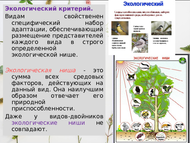 Экологический критерий.  Видам свойственен специфический набор адаптации, обеспечивающий размещение представителей каждого вида в строго определенной экологической нише. Экологическая ниша  - это сумма всех средовых факторов, действующих на данный вид. Она наилучшим образом отвечает его природной приспособленности. Даже у видов-двойников экологические ниши не совпадают. 