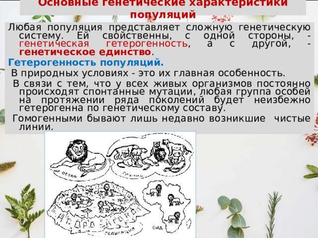 Основные генетические характеристики популяций Любая популяция представляет сложную генетическую систему. Ей свойственны, с одной стороны, - генетическая гетерогенность , а с другой, - генетическое единство . Гeтepoгeнность популяций.  В природных условиях - это их главная особенность.  В связи с тем, что у всех живых организмов постоянно происходят спонтанные мутации, любая группа особей на протяжении ряда поколений будет неизбежно гетерогенна по генетическому составу.  Гомогенными бывают лишь недавно возникшие чистые линии. 