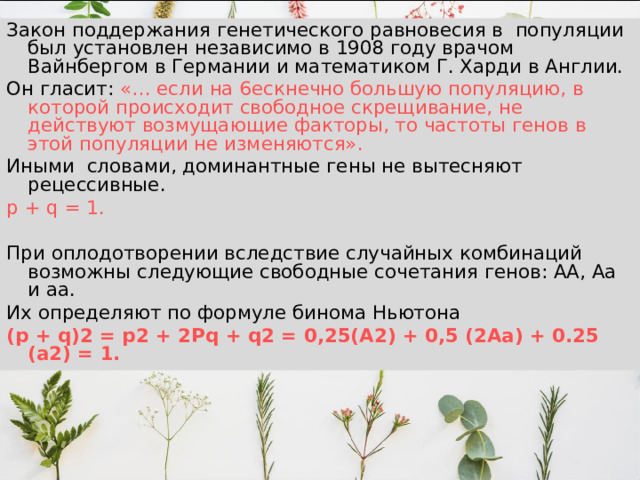 Закон поддержания генетического равновесия в популяции был установлен независимо в 1908 году врачом Вайнбергом в Германии и математиком Г. Харди в Англии. Он гласит: «… если на 6ескнечно большую популяцию, в которой происходит свободное скрещивание, не действуют возмущающие факторы, то частоты генов в этой популяции не изменяются». Иными словами, доминантные гены не вытесняют рецессивные. р + q = 1. При оплодотворении вследствие случайных комбинаций возможны следующие свободные сочетания генов: АА, Аа и аа. Их определяют по формуле бинома Ньютона (р + q )2 = р2 + 2 Pq + q 2 = 0,25(А2) + 0,5 (2Аа) + 0.25 (а2) = 1. 