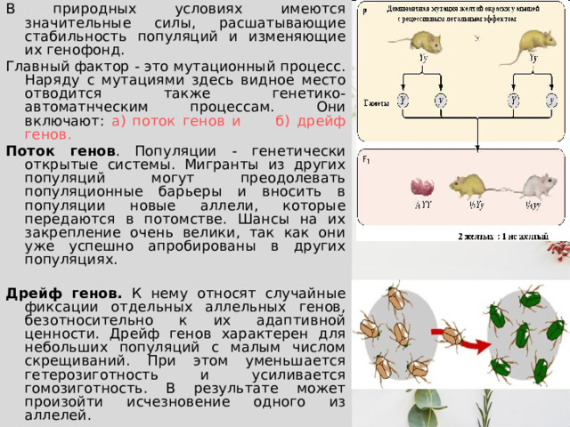 В природных условиях имеются значительные силы, расшатывающие стабильность популяций и изменяющие их генофонд. Главный фактор - это мутационный процесс. Наряду с мутациями здесь видное место отводится также генетико-автоматнческим процессам. Они включают: а) поток генов и б) дрейф генов. Поток генов . Популяции - генетически открытые системы. Мигранты из других популяций могут преодолевать популяционные барьеры и вносить в популяции новые аллели, которые передаются в потомстве. Шансы на их закрепление очень велики, так как они уже успешно апробированы в других популяциях.  Дрейф генов. К нему относят случайные фиксации отдельных аллельных генов, безотносительно к их адаптивной ценности. Дрейф генов характерен для небольших популяций с малым числом скрещиваний. При этом уменьшается гетерозиготность и усиливается гомозиготность. В результате может произойти исчезновение одного из аллелей. 
