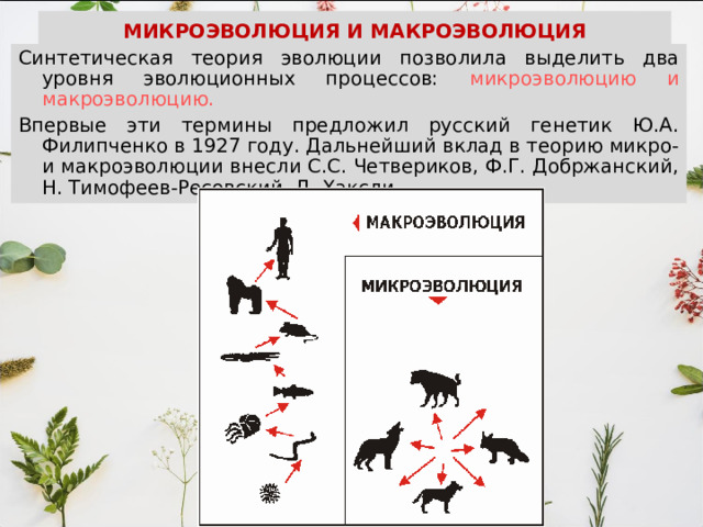 МИКРОЭВОЛЮЦИЯ И МАКРОЭВОЛЮЦИЯ Синтетическая теория эволюции позволила выделить два уровня эволюционных процессов: микроэволюцию и макроэволюцию.  Впервые эти термины предложил русский генетик Ю.А. Филипченко в 1927 году. Дальнейший вклад в теорию микро- и макроэволюции внесли С.С. Четвериков, Ф.Г. Добржанский, Н. Тимофеев-Ресовский, Д. Хаксли. 