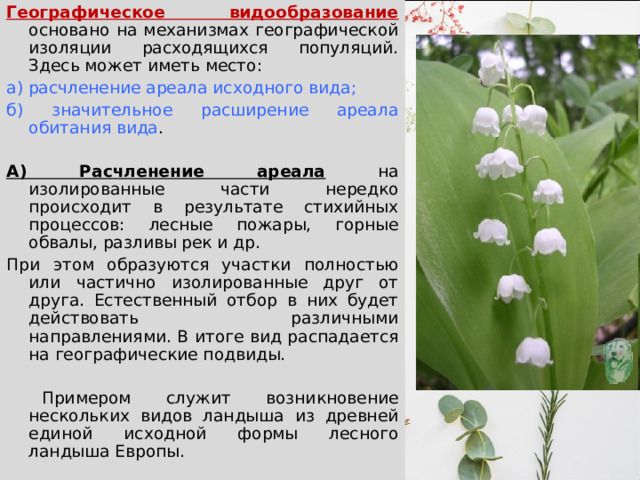 Географическое видообразование  основано на механизмах географической изоляции расходящихся популяций. Здесь может иметь место: а) расчленение ареала исходного вида; б) значительное расширение ареала обитания вида .  А) Расчленение ареала на изолированные части нередко происходит в результате стихийных процессов: лесные пожары, горные обвалы, разливы рек и др. При этом образуются участки полностью или частично изолированные друг от друга. Естественный отбор в них будет действовать различными направлениями. В итоге вид распадается на географические подвиды.  Примером служит возникновение нескольких видов ландыша из древней единой исходной формы лесного ландыша Европы. 