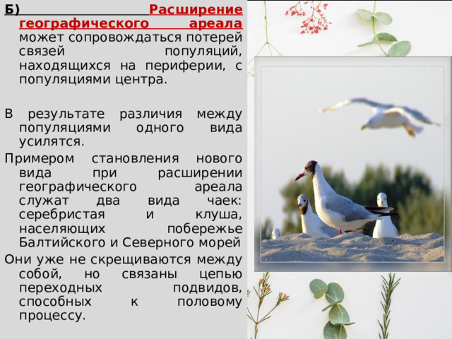 Б) Расширение географического ареала  может сопровождаться потерей связей популяций, находящихся на периферии, с популяциями центра. В результате различия между популяциями одного вида усилятся. Примером становления нового вида при расширении географического ареала служат два вида чаек: серебристая и клуша, населяющих побережье Балтийского и Северного морей Они уже не скрещиваются между собой, но связаны цепью переходных подвидов, способных к половому процессу. 