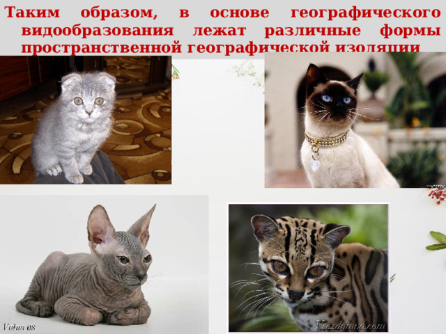 Таким образом, в основе географического видообразования лежат различные формы пространственной географической изоляции  