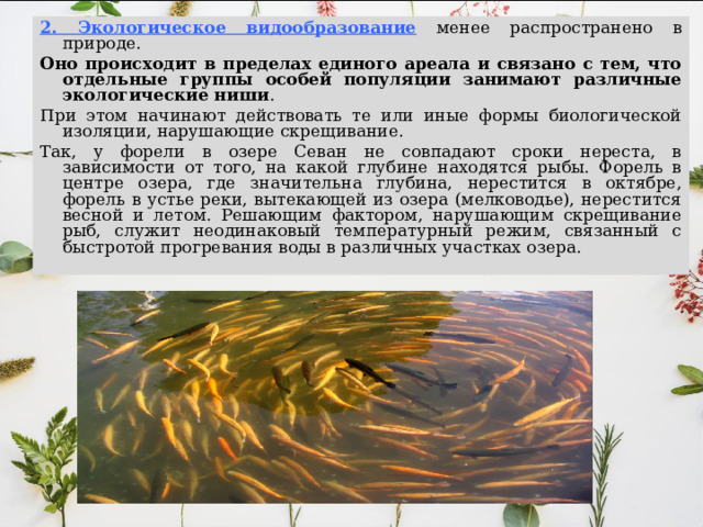 2. Экологическое видообразование менее распространено в природе. Оно происходит в пределах единого ареала и связано с тем, что отдельные группы особей популяции занимают различные экологические ниши . При этом начинают действовать те или иные формы биологической изоляции, нарушающие скрещивание. Так, у форели в озере Севан не совпадают сроки нереста, в зависимости от того, на какой глубине находятся рыбы. Форель в центре озера, где значительна глубина, нерестится в октябре, форель в устье реки, вытекающей из озера (мелководье), нерестится весной и летом. Решающим фактором, нарушающим скрещивание рыб, служит неодинаковый температурный режим, связанный с быстротой прогревания воды в различных участках озера. 