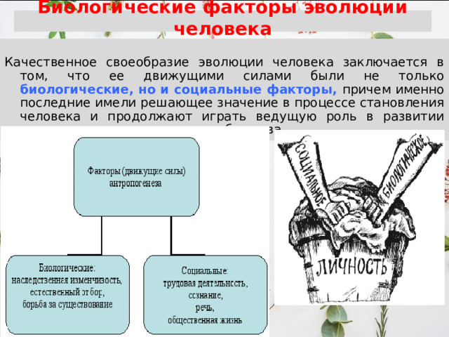  Биологические факторы эволюции человека   Качественное своеобразие эволюции человека заключается в том, что ее движущими силами были не только биологические, но и социальные факторы, причем именно последние имели решающее значение в процессе становления человека и продолжают играть ведущую роль в развитии современного человеческого общества. 