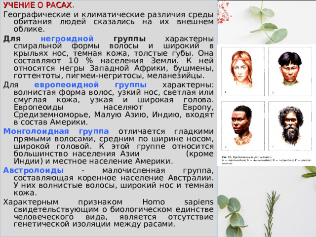 УЧЕНИЕ О РАСАХ . Географические и климатические различия среды обитания людей сказались на их внешнем облике. Для негроидной группы характерны спиральной формы волосы и широкий в крыльях нос, темная кожа, толстые губы. Она составляют 10 % населения Земли. К ней относятся негры Западной Африки, бушмены, готтентоты, пигмеи-негритосы, меланезийцы. Для европеоидной группы  характерны: волнистая форма волос, узкий нос, светлая или смуглая кожа, узкая и широкая голова. Европеоиды населяют Европу, Средиземноморье, Малую Азию, Индию, входят в состав Америки. Монголоидная группа  отличается гладкими прямыми волосами, средним по ширине носом, широкой головой. К этой группе относится большинство населения Азии (кроме Индии) и местное население Америки. Австролоиды  - малочисленная группа, составляющая коренное население Австралии. У них волнистые волосы, широкий нос и темная кожа. Характерным признаком Homo sapiens свидетельствующим о биологическом единстве человеческого вида, является отсутствие генетической изоляции между расами. 