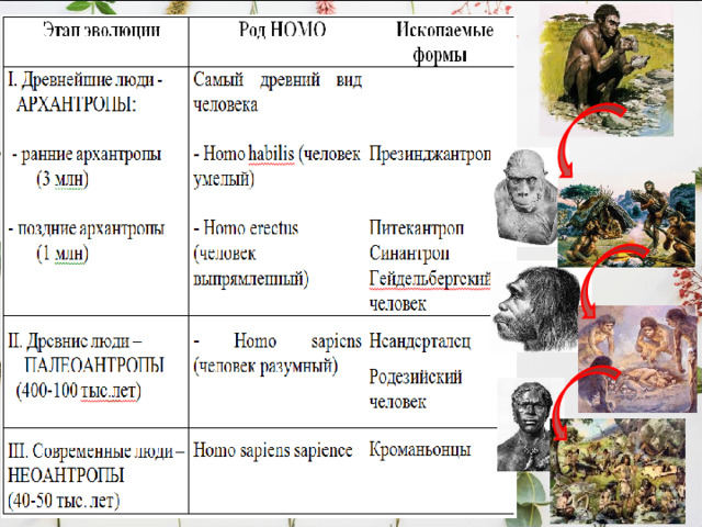 заметно слабое развитие подбородка , что свидетельствует о формировании примитивной речи в виде лепета . пропорции тела близки к современному человеку. заметно слабое развитие подбородка , что свидетельствует о формировании примитивной речи в виде лепета . пропорции тела близки к современному человеку. сложные формы коллективной деятельности  - совместной загонной охотой, защита от врагов и неблагоприятных погодных условий. Добывали огонь . сложные формы коллективной деятельности  - совместной загонной охотой, защита от врагов и неблагоприятных погодных условий. Добывали огонь . Строили примитивные искусственные жилища. забота о стариках — хранителях опыта. первые захоронения соплеменников. Строили примитивные искусственные жилища. забота о стариках — хранителях опыта. первые захоронения соплеменников. поклонение животным. 