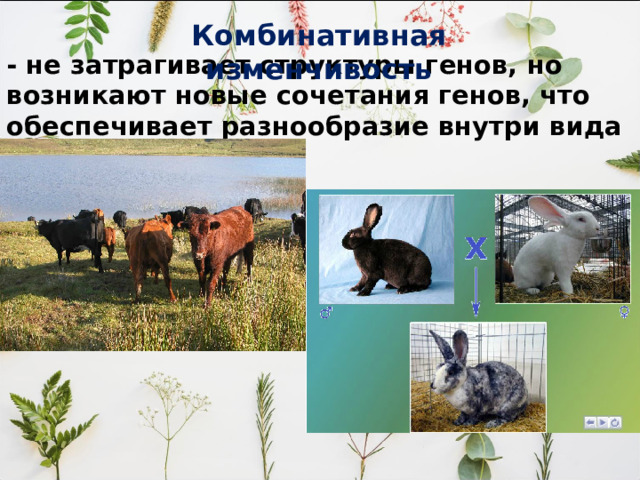 Комбинативная изменчивость  - не затрагивает структуры генов, но возникают новые сочетания генов, что обеспечивает разнообразие внутри вида 