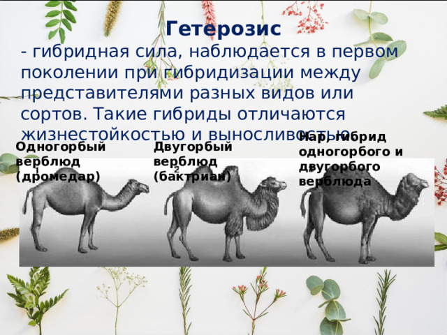 Гетерозис - гибридная сила, наблюдается в первом поколении при гибридизации между представителями разных видов или сортов. Такие гибриды отличаются жизнестойкостью и выносливостью. Нар, гибрид одногорбого и двугорбого верблюда Одногорбый верблюд (дромедар) Двугорбый верблюд (бактриан) 