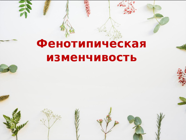 Фенотипическая изменчивость 