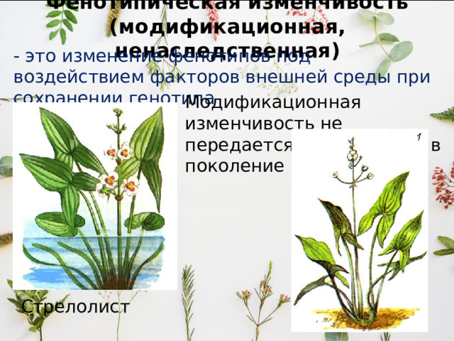 Фенотипическая изменчивость (модификационная, ненаследственная) - это изменение фенотипов под воздействием факторов внешней среды при сохранении генотипа Модификационная изменчивость не передается из поколения в поколение Стрелолист 