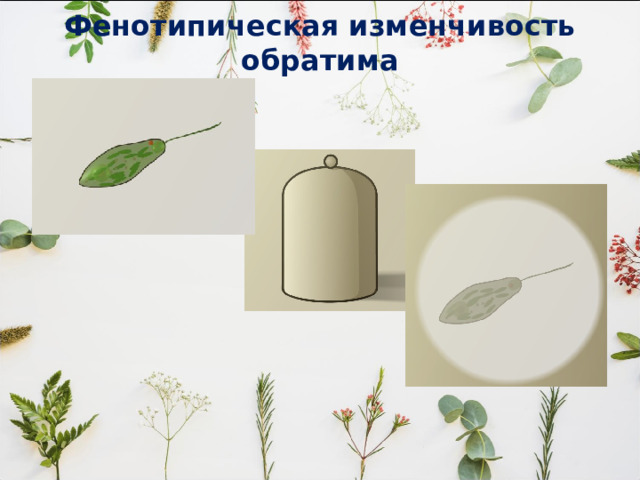 Фенотипическая изменчивость обратима 