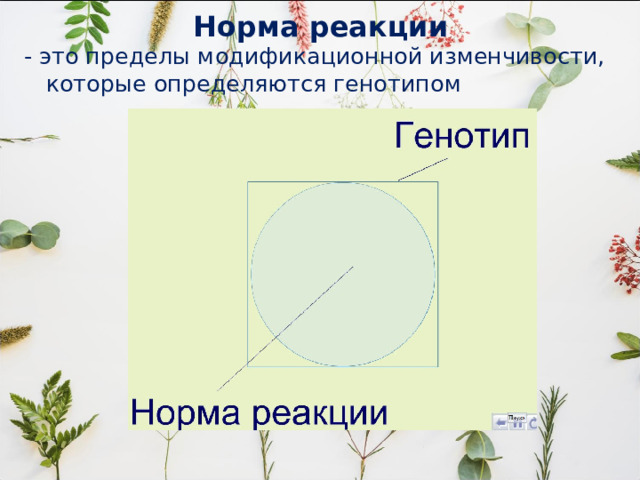 Норма реакции - это пределы модификационной изменчивости, которые определяются генотипом 