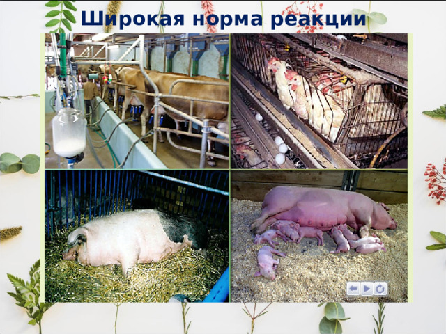 Широкая норма реакции 