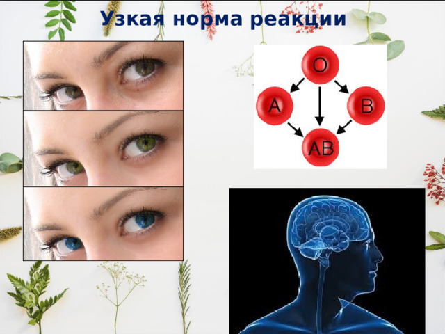 Узкая норма реакции 