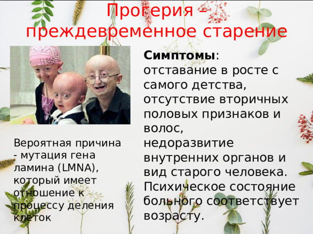 Прогерия – преждевременное старение Симптомы : отставание в росте с самого детства, отсутствие вторичных половых признаков и волос, недоразвитие внутренних органов и вид старого человека. Психическое состояние больного соответствует возрасту. Вероятная причина - мутация гена ламина (LMNA), который имеет отношение к процессу деления клеток 