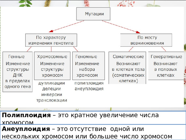 Дупликации – это удвоение участка хромосом Делеции – это потеря участка хромосом Инверсии – это поворот участка хромосом на 180 0 Транслокации – это перенос участка хромосомы на негомологичную хромосому Полиплоидия – это кратное увеличение числа хромосом Анеуплоидия – это отсутствие одной или нескольких хромосом или большее число хромосом 