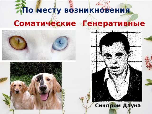 По месту возникновения Соматические Генеративные Синдром Дауна 
