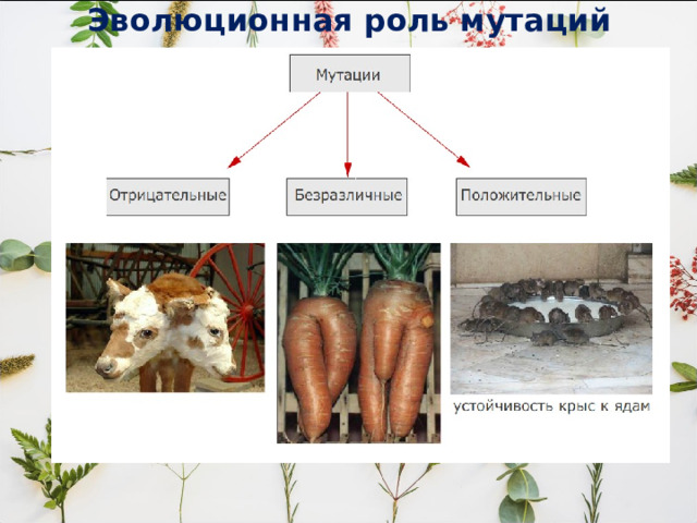 Эволюционная роль мутаций 