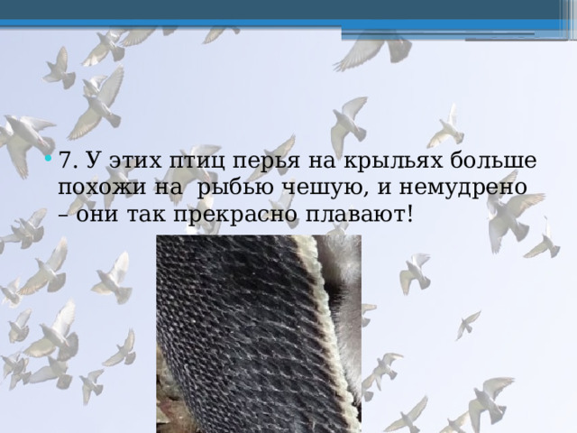 7. У этих птиц перья на крыльях больше похожи на рыбью чешую, и немудрено – они так прекрасно плавают! 