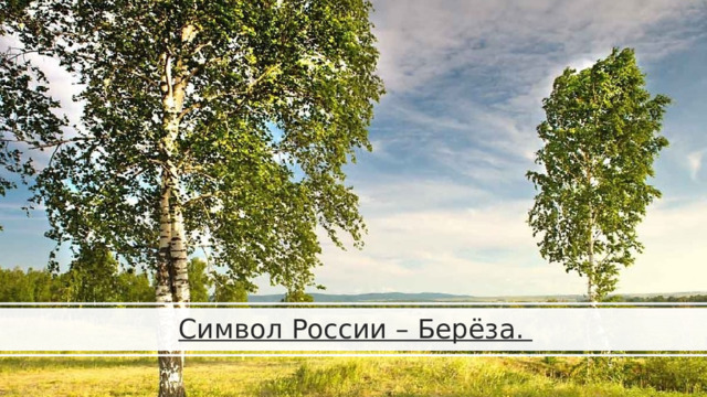 Символ России – Берёза. 