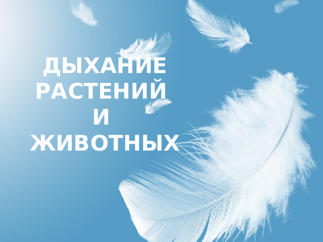 ДЫХАНИЕ РАСТЕНИЙ И ЖИВОТНЫХ 