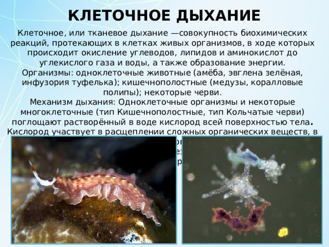 КЛЕТОЧНОЕ ДЫХАНИЕ Клеточное, или тканевое дыхание —совокупность биохимических реакций, протекающих в клетках живых организмов, в ходе которых происходит окисление углеводов, липидов и аминокислот до углекислого газа и воды, а также образование энергии. Организмы: одноклеточные животные (амёба, эвглена зелёная, инфузория туфелька); кишечнополостные (медузы, коралловые полипы); некоторые черви. Механизм дыхания: Одноклеточные организмы и некоторые многоклеточные (тип Кишечнополостные, тип Кольчатые черви) поглощают растворённый в воде кислород всей поверхностью тела . Кислород участвует в расщеплении сложных органических веществ, в результате чего освобождается энергия, которая необходима для жизни животного. Образующийся в результате дыхания углекислый газ выделяется наружу также через всю поверхность тела. 