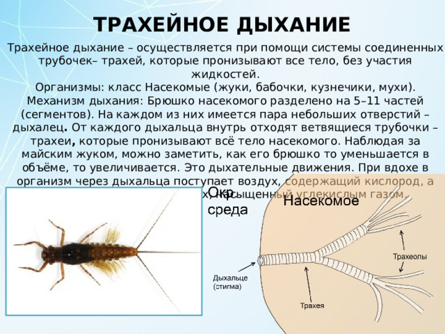 ТРАХЕЙНОЕ ДЫХАНИЕ Трахейное дыхание – осуществляется при помощи системы соединенных трубочек– трахей, которые пронизывают все тело, без участия жидкостей. Организмы: класс Насекомые (жуки, бабочки, кузнечики, мухи). Механизм дыхания: Брюшко насекомого разделено на 5–11 частей (сегментов). На каждом из них имеется пара небольших отверстий – дыхалец .  От каждого дыхальца внутрь отходят ветвящиеся трубочки – трахеи ,  которые пронизывают всё тело насекомого. Наблюдая за майским жуком, можно заметить, как его брюшко то уменьшается в объёме, то увеличивается. Это дыхательные движения. При вдохе в организм через дыхальца поступает воздух, содержащий кислород, а при выдохе выходит воздух, насыщенный углекислым газом. 